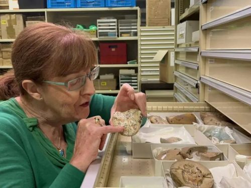 Scoperto un cuore risalente a 380 milioni di anni fa. È il più antico al mondo