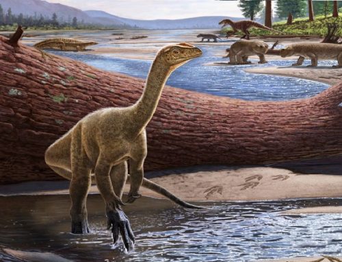 I paleontologi scoprono il dinosauro più antico dell’Africa