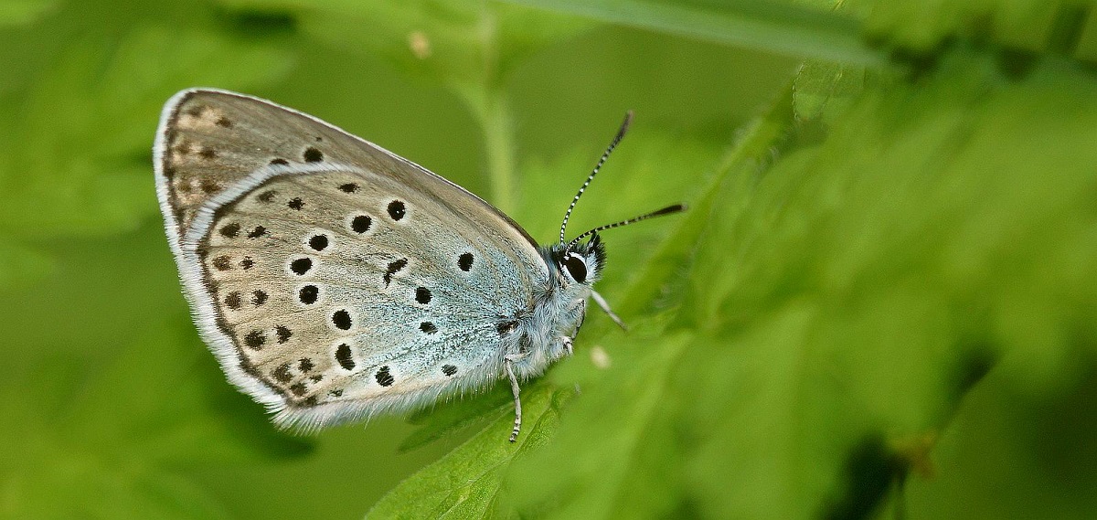 Regno Unito: la farfalla Maculinea arion dichiarata ‘estinta’ ritorna a vivere