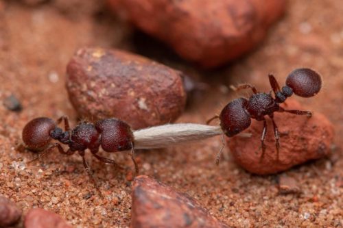 Quante formiche esistono al mondo? Un team di ricercatori pubblica una stima