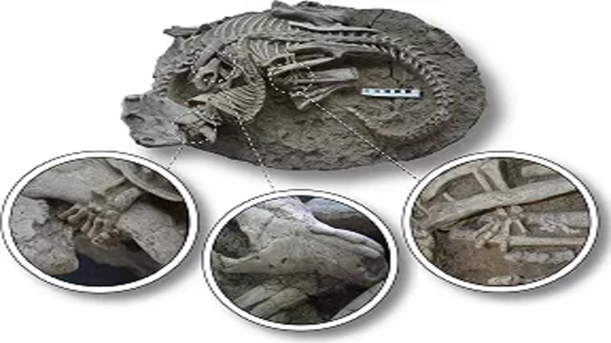 fossil-e1689762219706-1-1.jpg