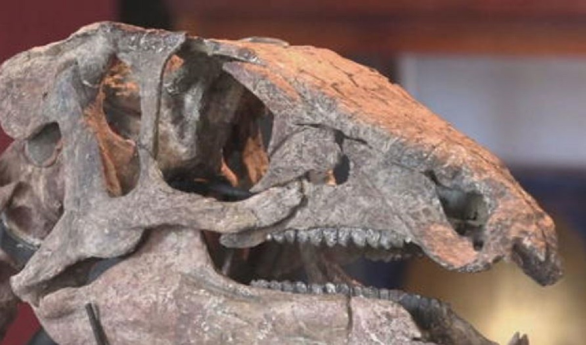 Splendido fossile di un piccolo dinosauro va all’asta: la cifra stimata è da record