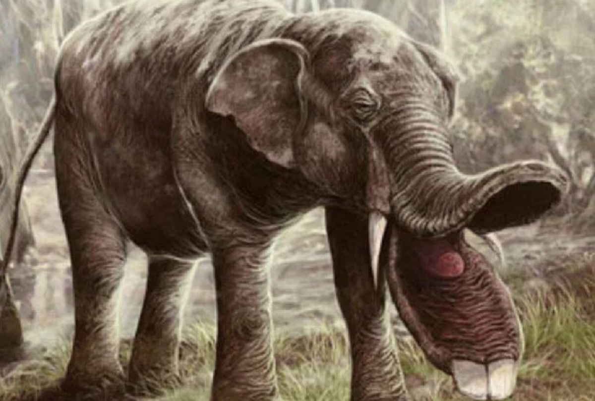 fossili-antico-elefante-1.jpg