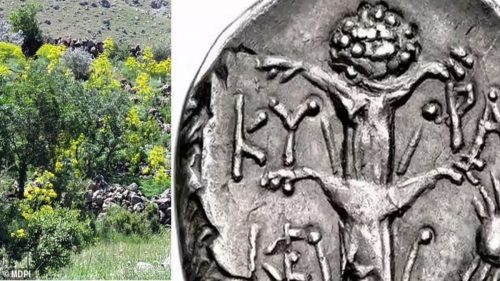 Riscoperta pianta ‘miracolosa’ usata dagli antichi; si credeva fosse stata consumata fino all’estinzione