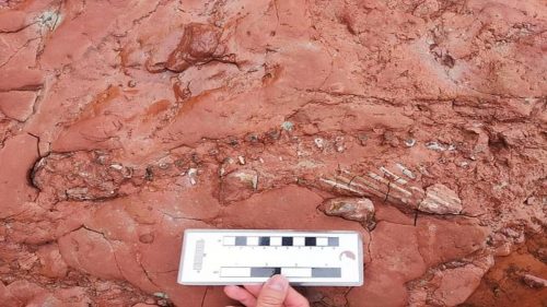 Incredibile scoperta: rivenuto il fossile di un animale sconosciuto vissuto prima dei dinosauri