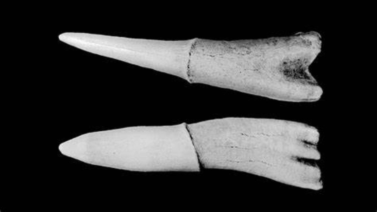 Scoperta l’origine dei denti; si sarebbero evoluti da squame di antichi pesci