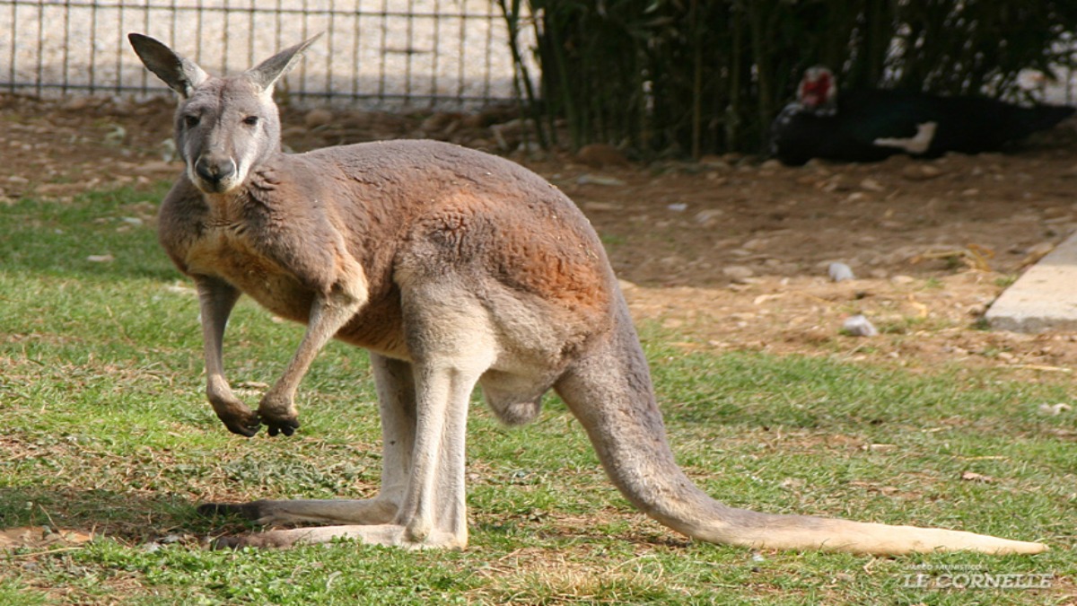 Australia: uomo ucciso dal suo canguro domestico