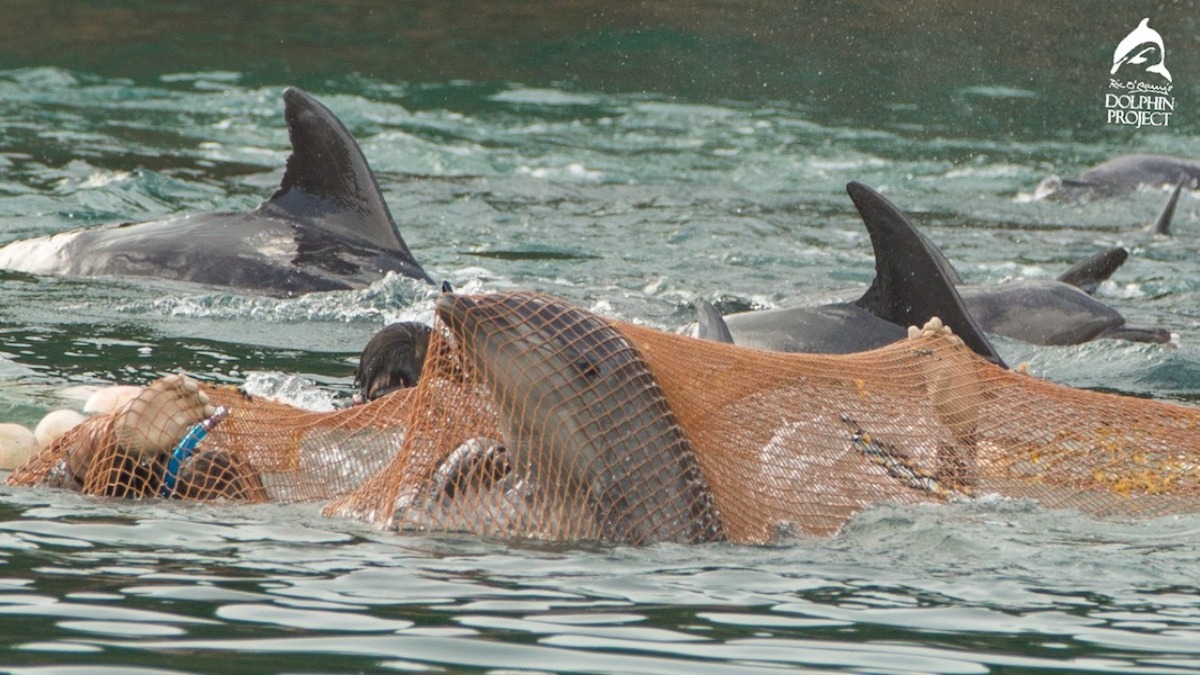 Ricomincia in Giappone la spietata caccia ai delfini