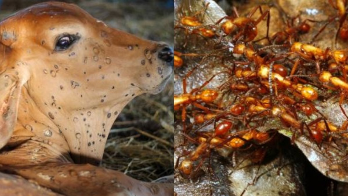 Invasione di formiche velenose in India: gli abitanti scappano dalle proprie abitazioni