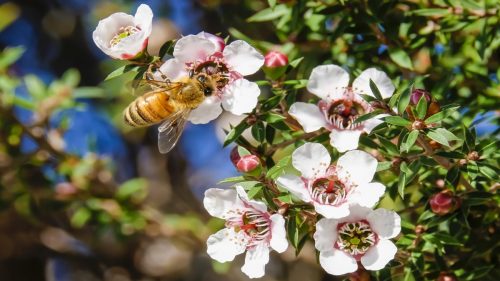 Il miele di Manuka potrebbe trattare infezioni polmonari potenzialmente letali e resistenti ai farmaci