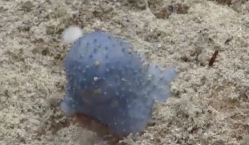 Misteriosa creatura color blu nell’Oceano Atlantico sconcerta gli scienziati