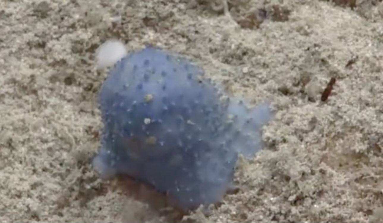 Misteriosa creatura color blu nell’Oceano Atlantico sconcerta gli scienziati