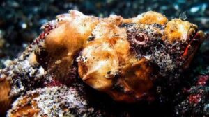 pesce pietra velenoso