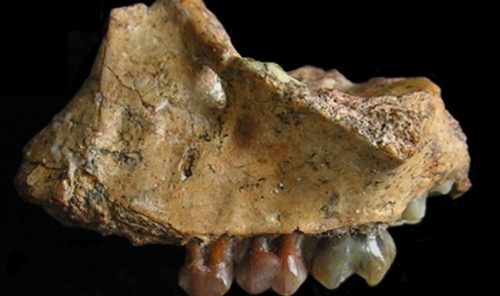 Scoperto il primo fossile di gibbone nello Yunnan: colmata una lacuna evolutiva