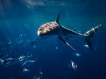 Uno squalo uccide una donna in Sudafrica
