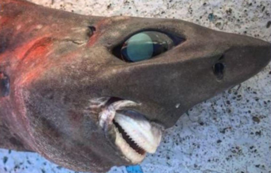 Scoperto uno squalo dall’aspetto inquietante a 600 metri di profondità: l’immagine sconvolge gli utenti