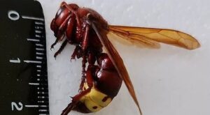 vespa orientalis