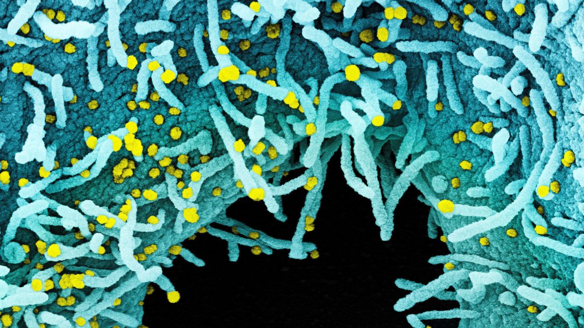 virus-1-1.jpg