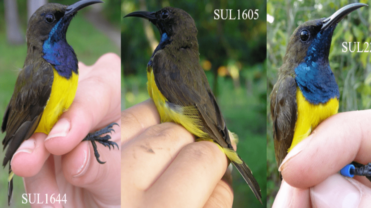 Scoperta nuova specie di uccello tropicale nelle remote isole indonesiane