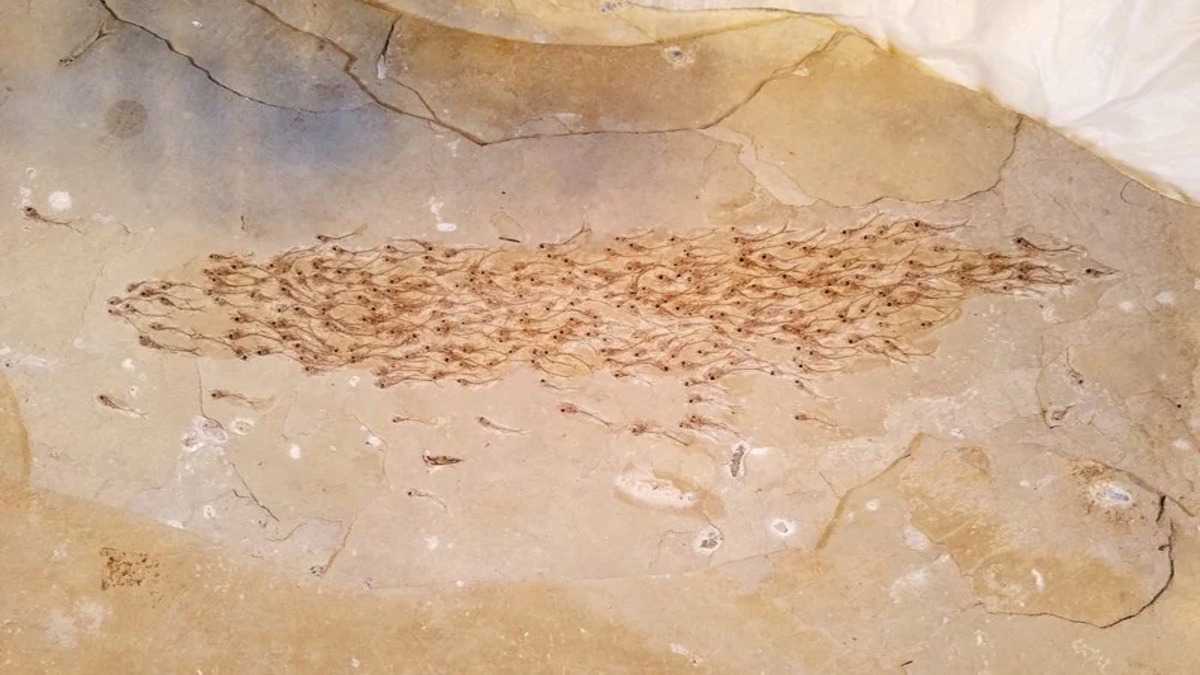 Questo fossile risalente a 50 milioni di anni fa ci mostra un banco di 259 pesci
