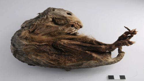 Rinvenuta una marmotta di 6.600 anni fa sul Monte Rosa
