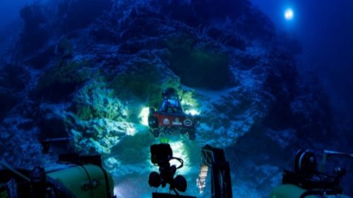 Scoperto fiorente ecosistema marino nelle acque profonde delle Maldive