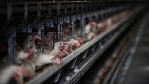 L’Europa sta vivendo la più grande epidemia di influenza aviaria della storia