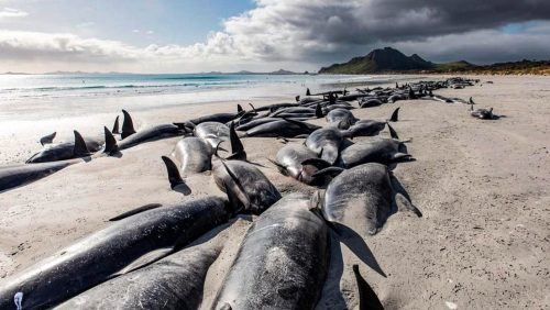 Quasi 500 balene pilota si sono arenate in Nuova Zelanda