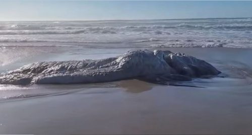 Trovata un’enorme e misteriosa creatura coperta di capelli bianchi in spiaggia: il video