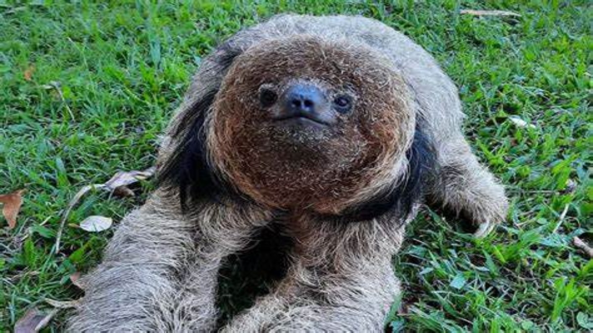 Scoperta nella foresta brasiliana una nuova specie di bradipo