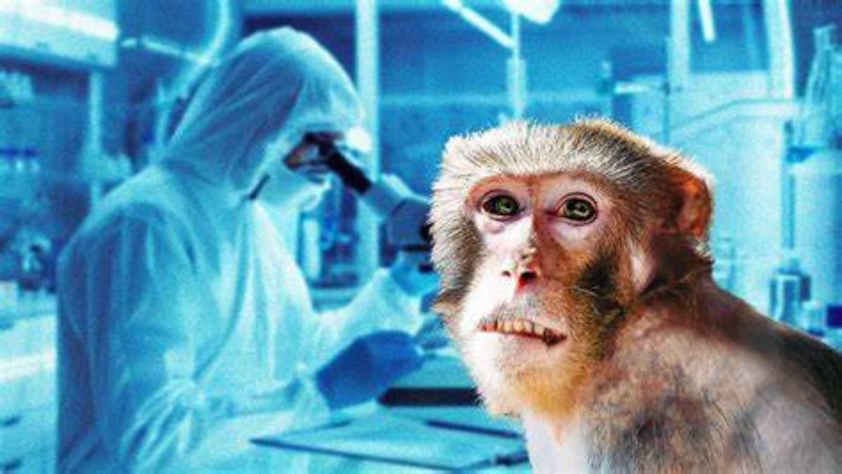 Virus simile all’HIV si sta diffondendo tra le scimmie africane
