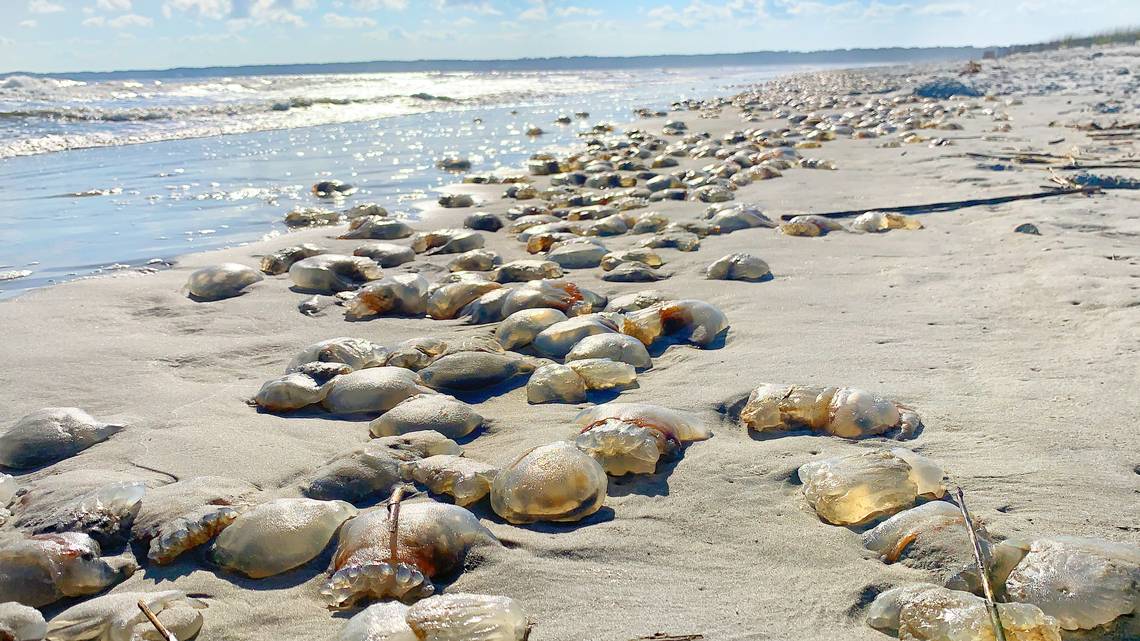 USA: migliaia di meduse invadono le spiagge della Georgia