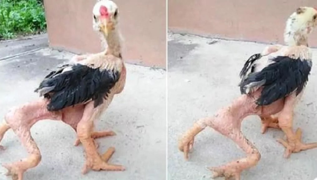Un pollo nasce con quattro zampe e sopravvive nonostante la mutazione genetica