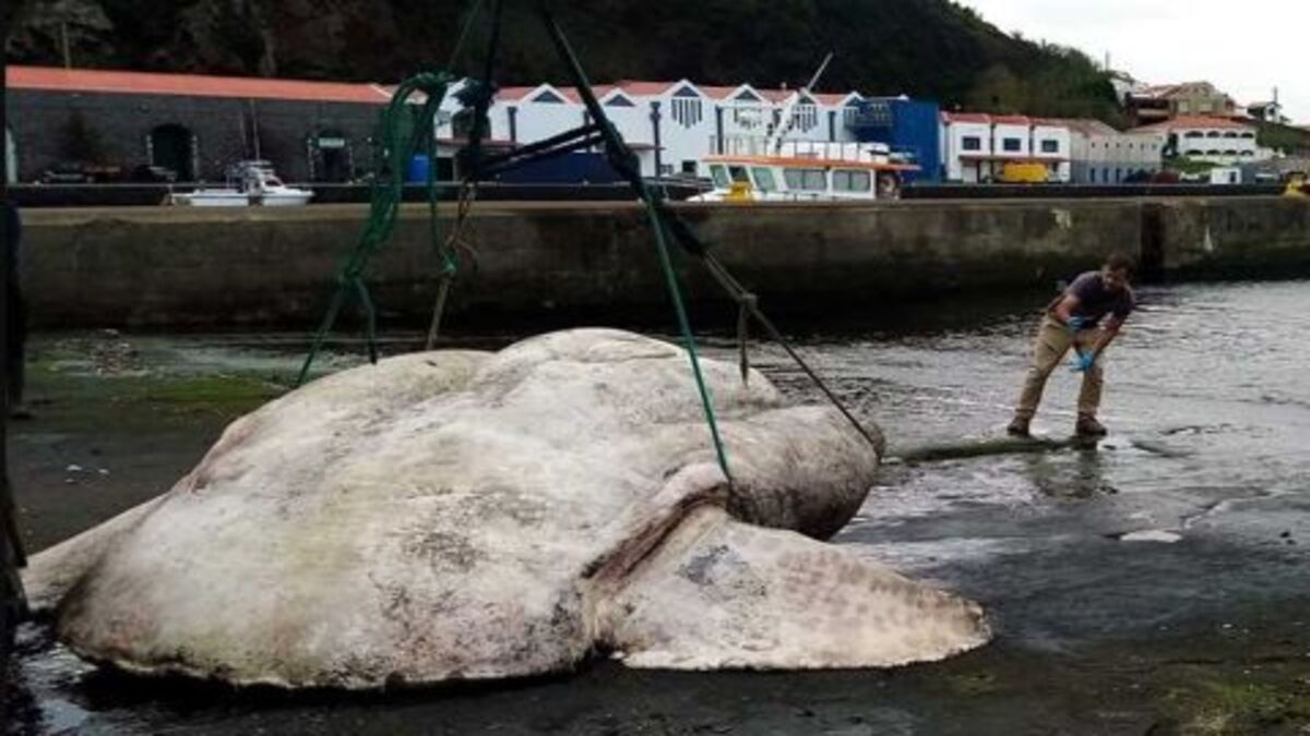 terbesar-di-dunia-molamola-raksasa-seberat-3-ton-ditemukan-di-portugal-ors-1-1.jpg