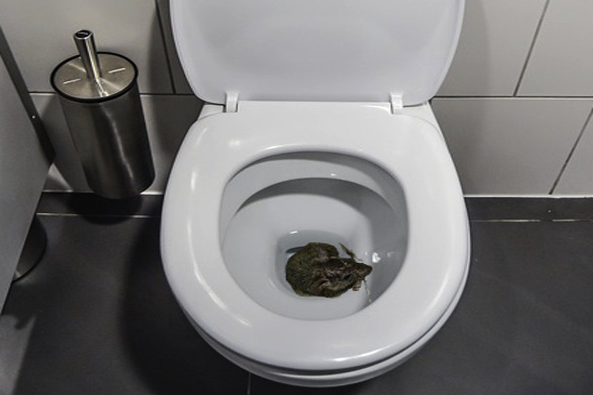 Un topo può raggiungere il water di un WC? Il video