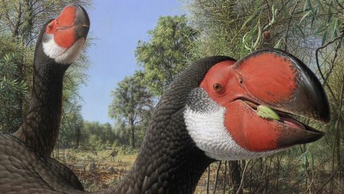 Scoperti resti preistorici dell’uccello più grande al mondo