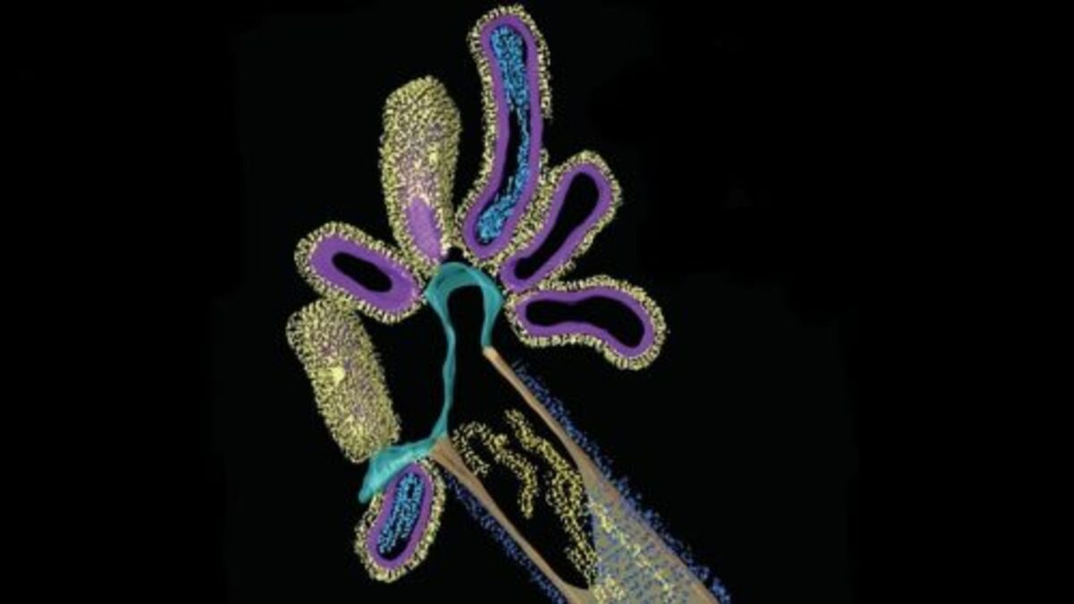 viruibrido-1200x675-1-500x281-1-1.jpg