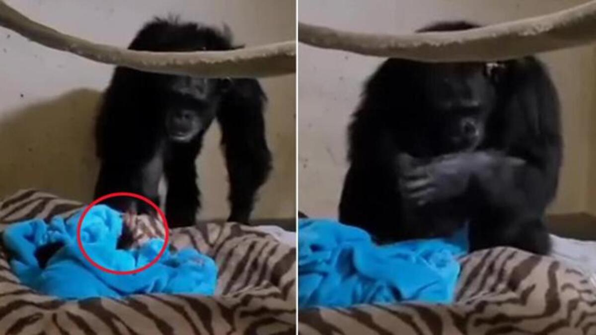 Mamma scimpanzè rivede il suo piccolo dopo giorni. VIDEO