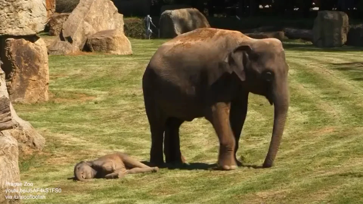 L’elefantino non si sveglia e la mamma “chiede” aiuto. L’adorabile video