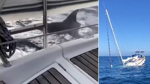Paura in Portogallo: sette orche attaccano e affondano una barca a vela. VIDEO