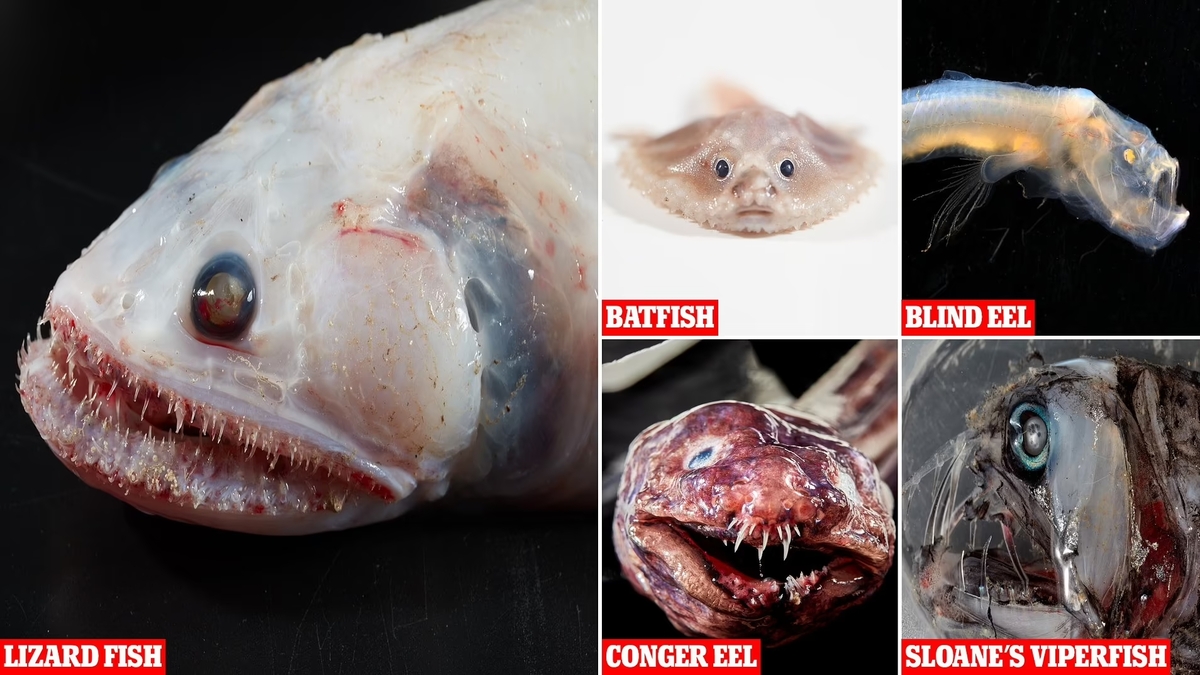 Bizzarre creature marine scoperte nelle profondità dell’Oceano Indiano. VIDEO