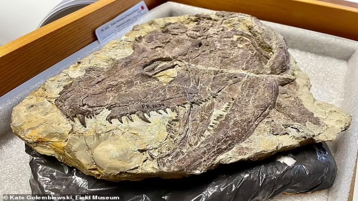 Identificata una nuova e terrificante creatura che vagava sulla Terra milioni di anni fa