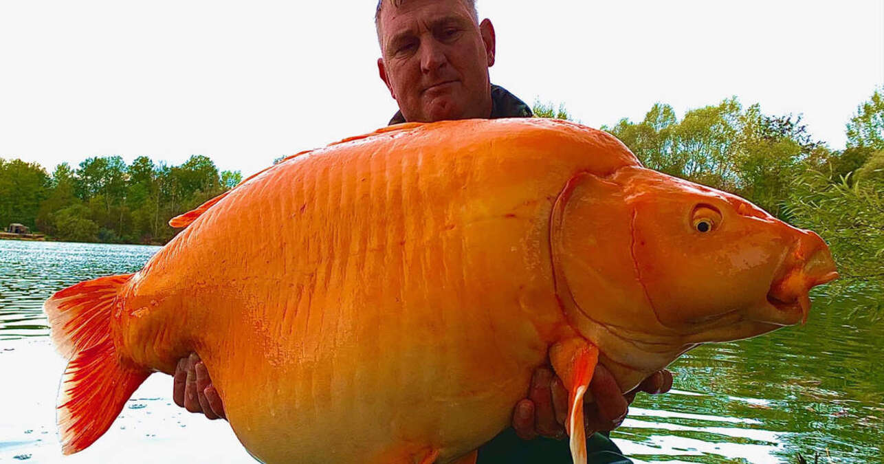 Pescatore inglese cattura un pesce da record