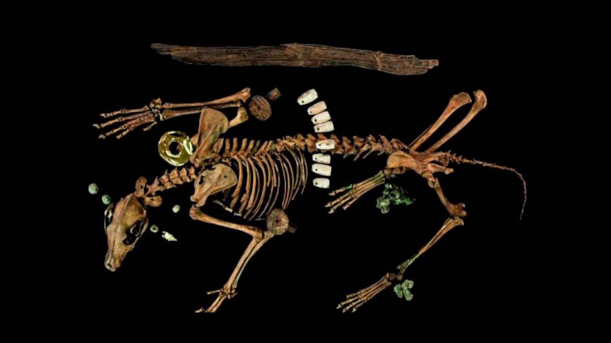 Messico: scoperti animali sacrificati vestiti da guerrieri in un’antica sepoltura azteca