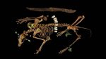 Messico: scoperti animali sacrificati vestiti da guerrieri in un’antica sepoltura azteca