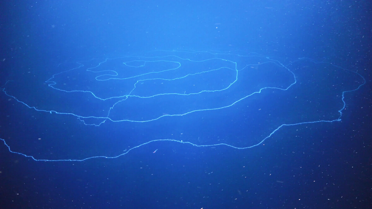 FK200308-Siphonophore-SOI_ROV-0002-1-1.jpg