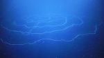 Osservata nelle profondità dell’Oceano la creatura più lunga del mondo. VIDEO