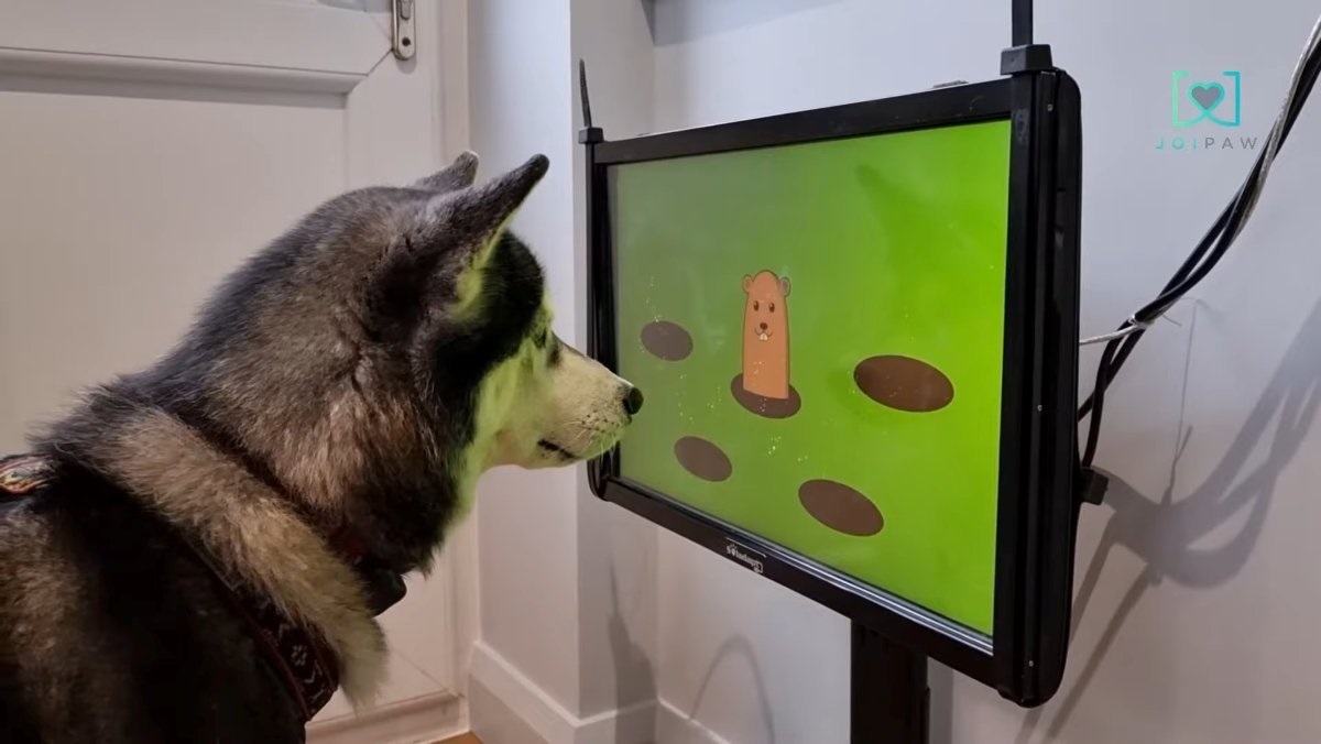 JoiPaw-videogioco-per-cani-1.jpg