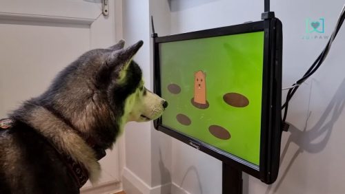 JoiPaw-videogioco per cani