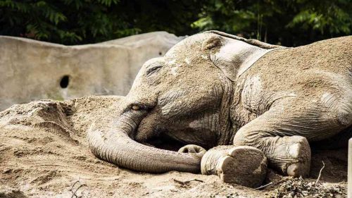India: elefanti si “ubriacano” dopo aver bevuto liquore in un villaggio